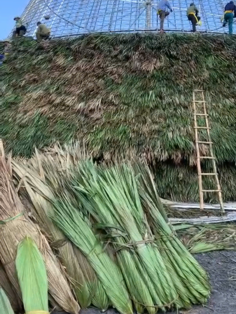 Vận chuyển tre